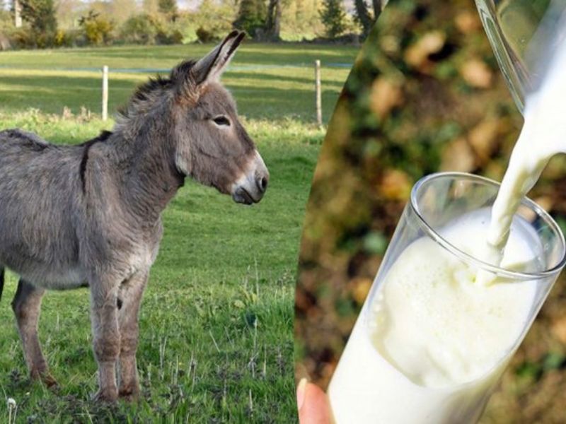 Donkey Milk