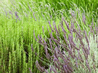Herbs