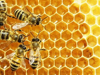 Honey Products